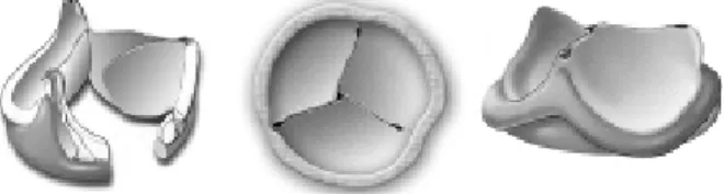 Fig. 1 – “Less Stented” Bioprosthesis