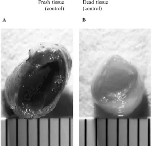 Fig. 6 - Study of the cellular viability by MTT staining of saphenous vein segments cultivated for 1 (A,B) and 4 (C,D) days