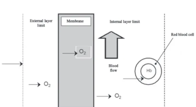 Fig. 1 - Diagram of oxygen diffusion through a porous membrane