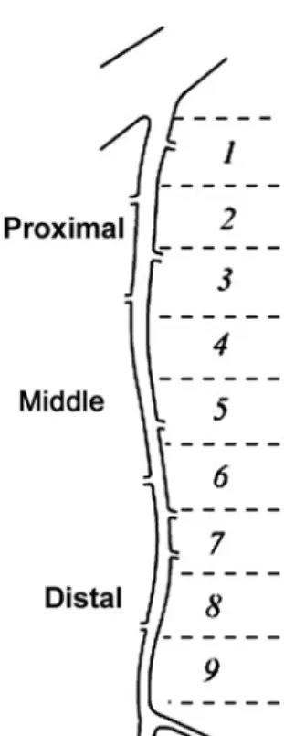 Fig. 1 - The total length of the left internal thoracic artery from its origin to its bifurcation was divided into nine segments of similar lengths