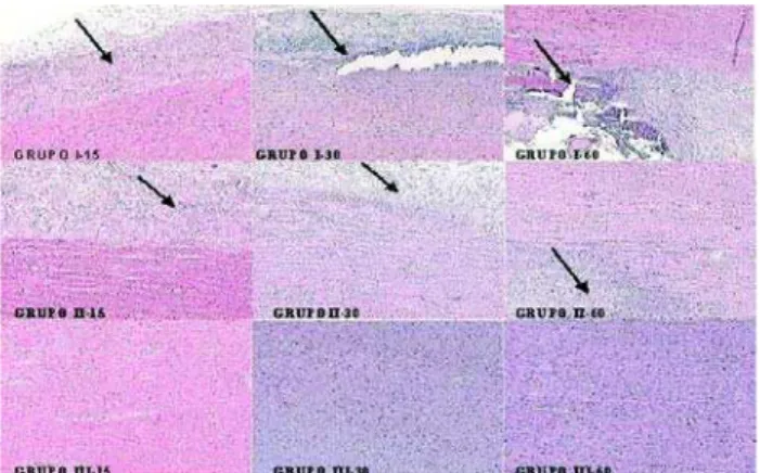 Fig. 1 – Photomicrography of aortic conduits of the three groups studied in the three periods observed (hematoxylin &amp; eosin 100 x).
