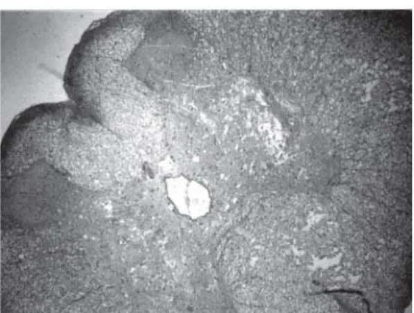 Fig. 2 - Sections from spinal cords of animals in the sham operations