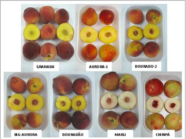 Figura  1  - Aspecto  geral  dos  frutos  das  cultivares  de  pessegueiro.  São  Manuel  -  SP,  2009.