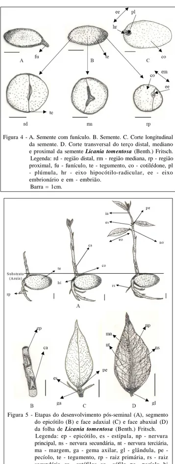 Figura  5  -  Etapas  do  desenvolvimento  pós-seminal  (A),  segmento do  epicótilo  (B)  e  face  adaxial  (C)  e  face  abaxial  (D) da  folha  de  Licania  tomentosa  (Benth.)  Fritsch
