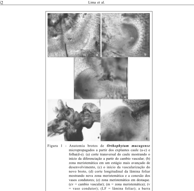 Figura 1 - Anatomia brotos de Orthophytum mucugense micropropagados a partir dos explantes caule (a-c) e folha(d-e)