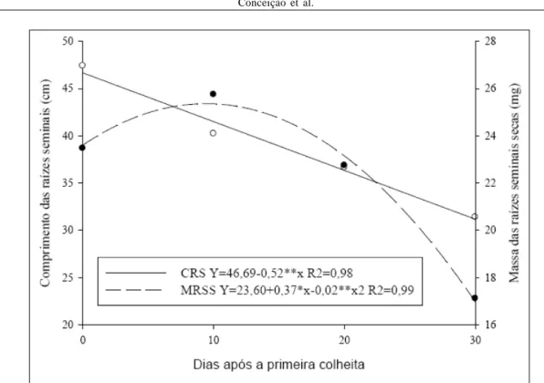 Figura 2  - Comprimento das raízes seminais e massa das raízes seminais secas de sementes de milho colhidas com teor de água de 25% e 10, 20 e 30 dias depois da emergência