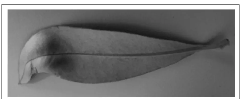Figura 2 - Deformações nas folhas, causadas por Oxycenus maxwelli (foto: Ricalde, M.P.).