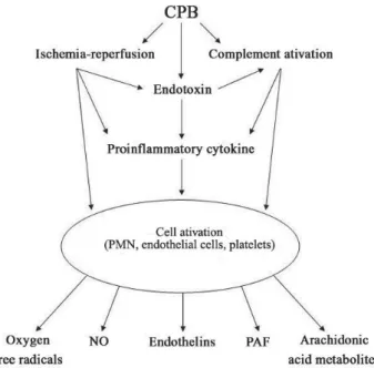 Fig. 3 – Outline of the inflammatory response generated by cardiopulmonary bypass (Acapted fromy Wan et al