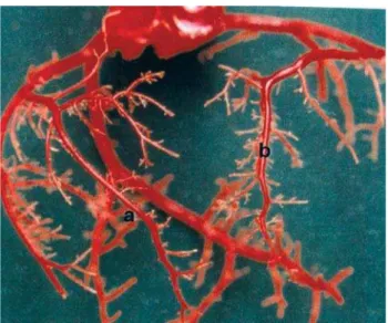 Fig. 5 – Intercoronary anastomoses. Note: anastomoses were not observed using this technique