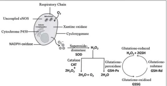 Fig. 1 - Oxidant and antioxidant enzymatic system. eNOS = endothelial nitric oxide synthesis; O 2 ‡-
