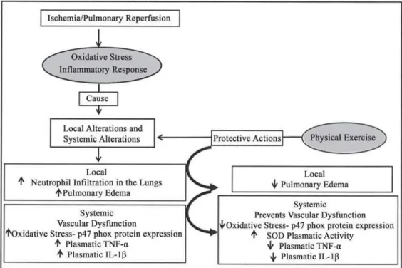 Fig. 2 - Effects of moderate exercise training previous to the process of pulmonary IR