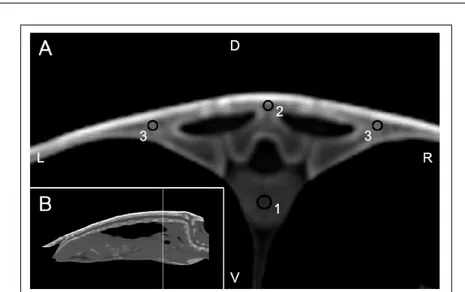 Figura 1 - Exame de tomografia computadorizada de tartaruga verde (Chelonia mydas) juvenil hígida