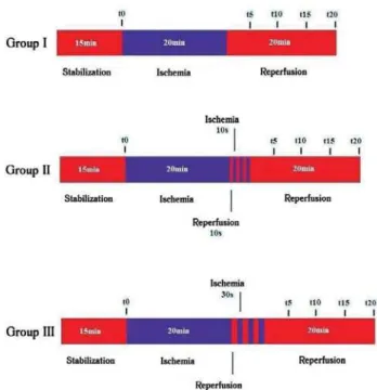 Fig. 1 - Algorithm of the different groups studied. I, control group II, postconditioning 10/10s, III, post-conditioning 30/30s