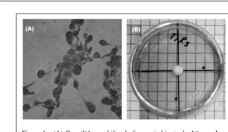 Figura 1 - (A) Gongilídeos e hifas do fungo simbionte de Atta sexdens rubropilosa isolado no laboratório (objetiva de 40 x) e (B) Placa de Petri com o micélio em desenvolvimento