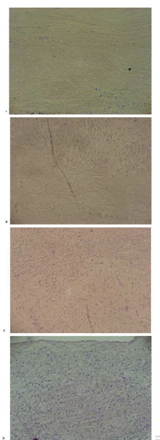 Fig. 2 – Evolution of the repopulation of decellularized homografts from sheep explanted in different periods: A: 7 days - restricted to the adventitia, B: 30 days - reaching half of the conduit, C: 90 days  reaching nearly the entire length of the conduit