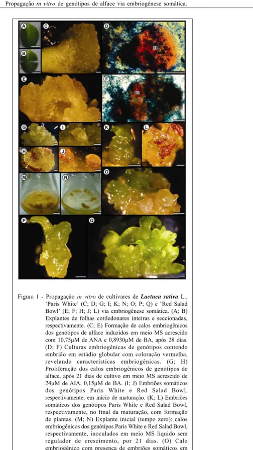 Figura 1  - Propagação in vitro de cultivares de Lactuca sativa L., ‘Paris White’ (C; D; G; I; K; N; O; P; Q) e ‘Red Salad Bowl’ (E; F; H; J; L) via embriogênese somática