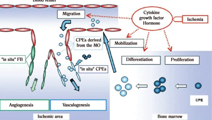 Fig. 1 - Sequence of events in the angiogenesis process [30]