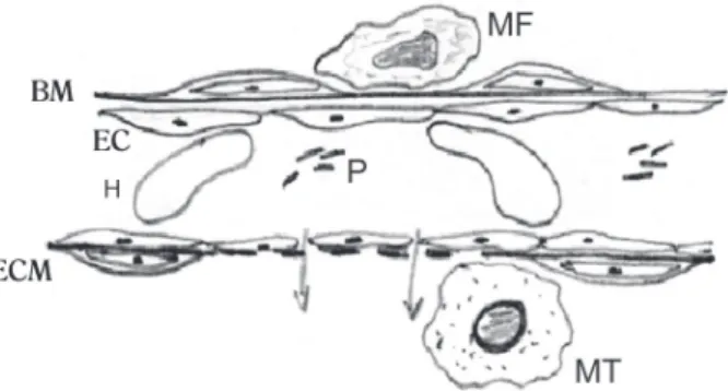 Fig. 2 - Mobilization of endothelial progenitor cells for neovascularization. Adapted from Murasawa et al