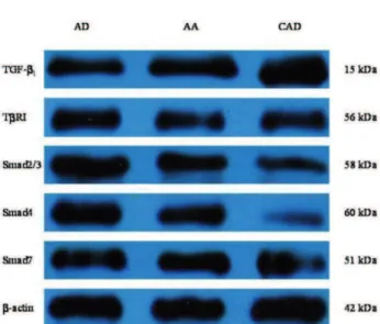 Fig. 2. Western blot of TGF-ß 1 , TßRI, Smad2/3, Smad4 and Smad7.