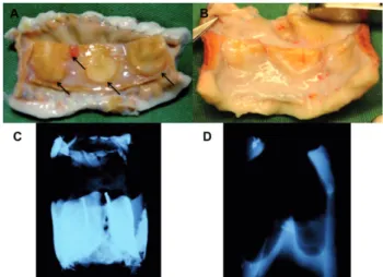 Fig. 1 - Macroscopic analysis. Gross macroscopic and radiographic aspects of the grafts