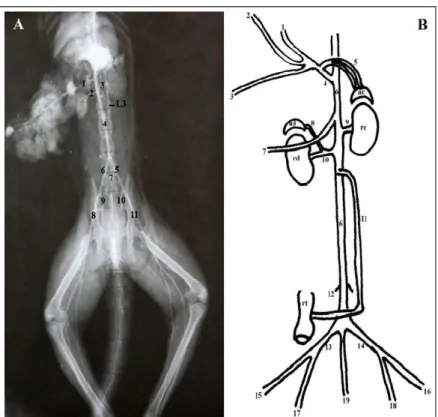 Figura  1  – A  -  Imagem  radiográfica  evidenciando  os  ramos  da  aorta  abdominal  do  S.