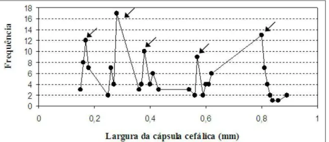 Figura 2 - Distribuição da frequência das medidas de cápsulas cefálicas de  Dichomeris famulata, criadas em milho