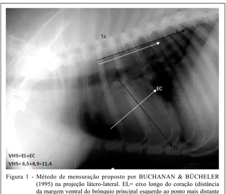 Figura  1  -  Método  de  mensuração  proposto  por  BUCHANAN  &amp;  BÜCHELER (1995)  na  projeção  látero-lateral