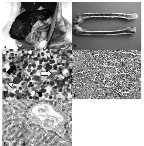 Figura 1 - Mielose eritrêmica, felino, Siamês, fêmea, um ano de idade. A) Acentuada esplenomegalia com  fibrose  capsular  discreta