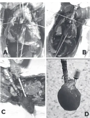Fig. 1 – A: Ascending aorta was isolated with the 3-wire technique;