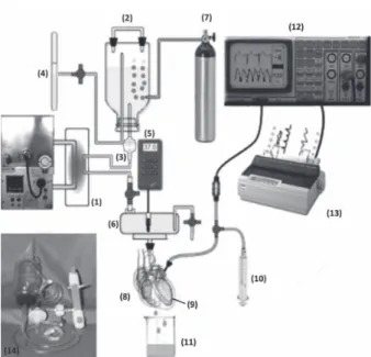 Fig. 2 – Isolated Heart System Diagram - 1. Termal exchanger, 2.