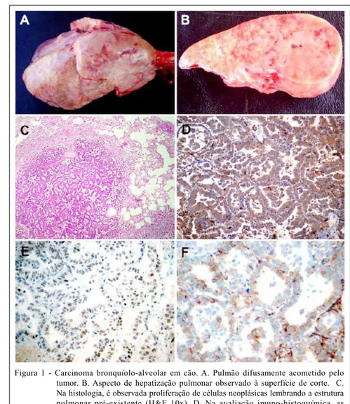 Figura  1  -  Carcinoma  bronquíolo-alveolar  em  cão.  A.  Pulmão  difusamente  acometido  pelo tumor