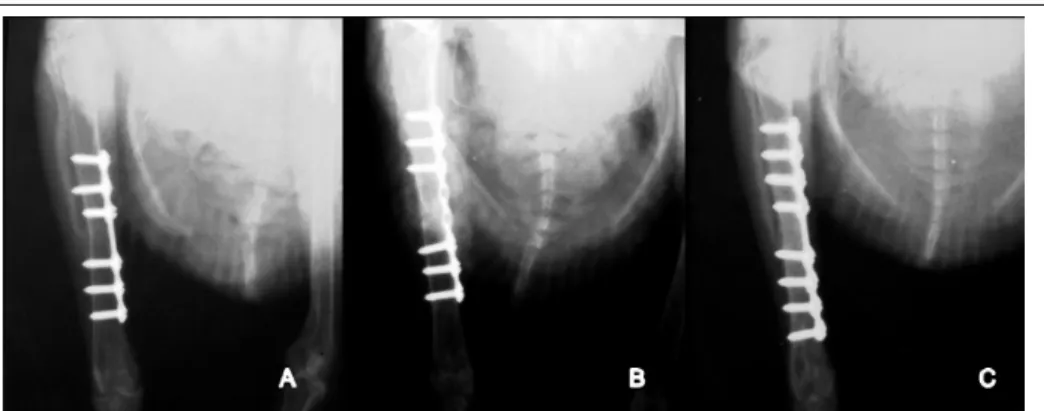 Figura  1  -  Imagem  radiográfica  da  consolidação  óssea,  utilizando  diferentes  configurações  de  microplacas de  titânio  em  pombo  doméstico  (Columba  liva),  após  cinco  semanas  do  procedimento cirúrgico  nos  grupos  1(A),  2(B)  e  3(C).