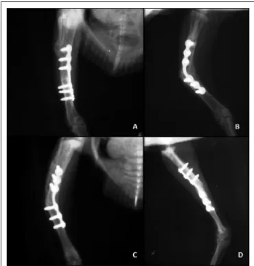 Figura  2  - Avaliação  radiográfica  na  sétima  semana  após  a  aplicação  da microplaca  de  titânio  em  tibiotarso  de  pombo  doméstico (Colum ba  livia)  do  grupo  1