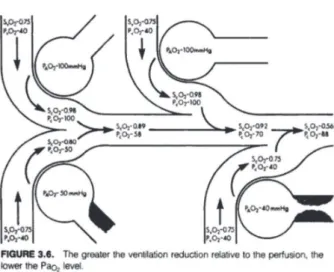Fig. 3 - Extracted from Guyton, it shows PO 2  variations in pulmonary capillary blood, arterial blood and systemic capillary blood, whereby the effect of venous mixture is observed.