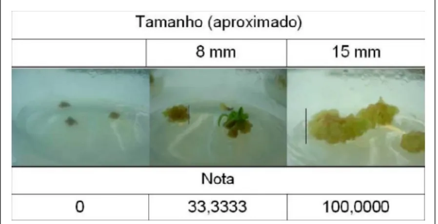 Figura  1  -  Ilustração  do  tamanho  aproximado  dos  calos  e  suas  respectivas  notas  de acordo  com  o  nível  de  intumescimento  considerado.