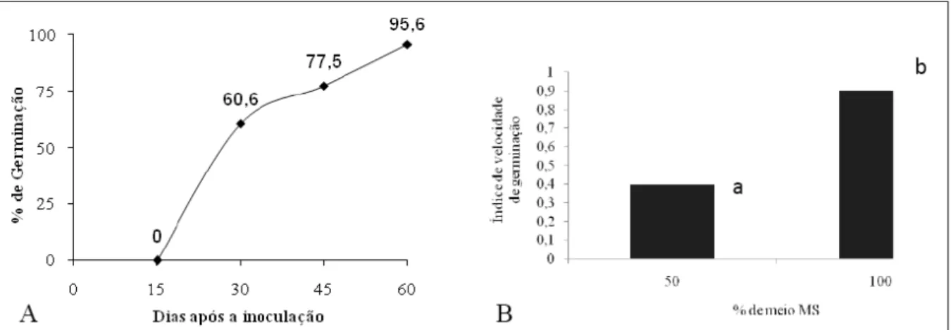 Figura  2  -  Percentagem  de  germinação  de  embriões  zigóticos  de  macaúba  cultivados  em  meio  MS  durante  60  dias,  em  função  do processo  germinativo  em  diferentes  épocas  (A);  Índice  de  velocidade  de  germinação  em  diferentes  conce