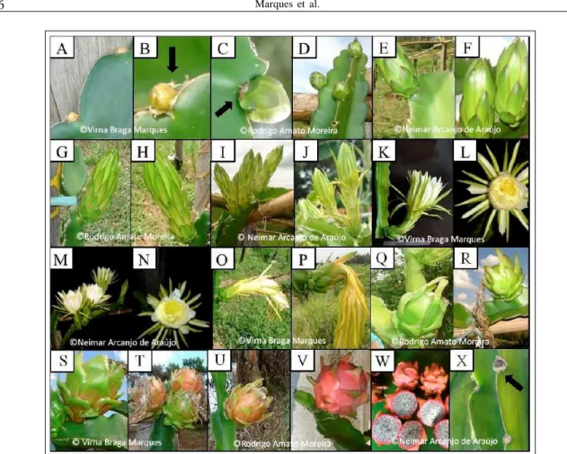 Figura 2 - Sequência dos eventos fenológicos que ocorrem durante o período reprodutivo da pitaia vermelha: (A) aparecimento do botão floral; (B, C, D, E, F) elongamento do botão floral; (G, H, I, J) início do desprendimento das sépalas; (K, L, M, N) abertu