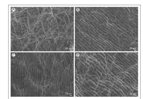 Figura  2  -  Eletromicrografia  da  superfície  abaxial  de  folhas  de  bananeira  submetidas  a  diferentes fontes  de  silício:  testemunha  sem  silício  (A),  silicato  de  sódio  (B),  silicato  de  potássio (C)  e  silicato  de  cálcio  (D).