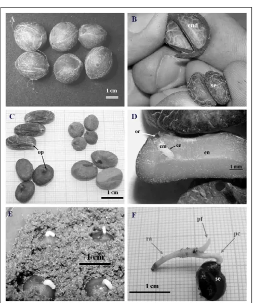 Figura  1  - Aspectos  morfológicos  de  diásporos  e  sementes  e  germinação  de  Butia  capitata