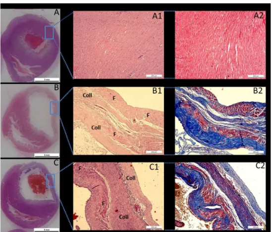 Fig. 3 - Panoramic photomicrographs of the cross-sections of the heart from a SHAM rat  (A), a G1 rat (B), and a G2 rat (C)