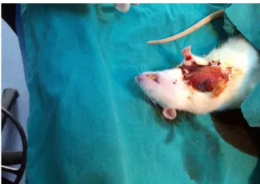 Fig. 1 - Mediastinal appearance before sternotomy.