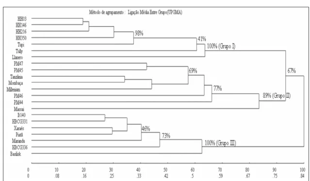 Figura  2 -  Dendrograma obtido  pelo  método UPGMA  baseado  nos dados  de dissimilaridade  genética  obtidos pelo  complemento aritmético  dos  coeficientes  de  similaridade  de  Jaccard  entre  os  genótipos  de  Brachiaria  spp  e  P