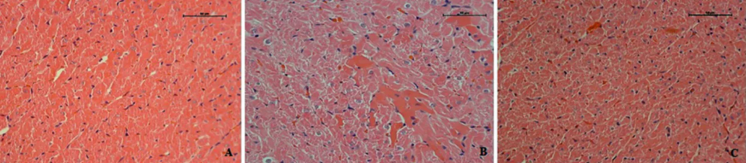 Fig. 3 - Interleukin 10 expression in cardiac tissue for the control group (CG), Ringer Lactate  group (RL) and Ringer lactate with N-acetylcysteine group (RLNAC)