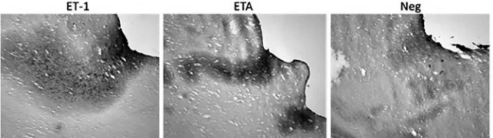 Figure 3 shows the quantitative analysis for stained  area measurement data as a ratio between mean values for  ET  and  ibroblast
