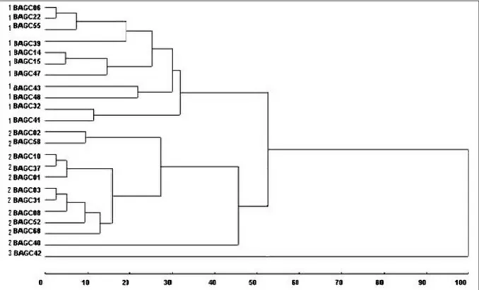 Figura 1 - Dendrograma de dissimilaridades genéticas entre 23 acessos de Capsicum sp., obtido pelo método hierárquico UPGMA, com base em sete descritores quantitativos, utilizando-se a distância generalizada de Mahalanobis