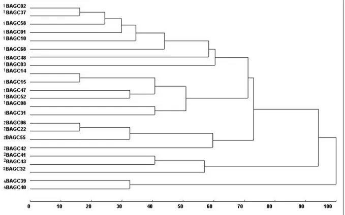 Figura 2 - Dendrograma de dissimilaridades genéticas entre 23 acessos de Capsicum spp., obtido pelo método hierárquico UPGMA, com base em 19 descritores qualitativos mul-ticategóricos, utilizando-se a matriz de dissimilaridade