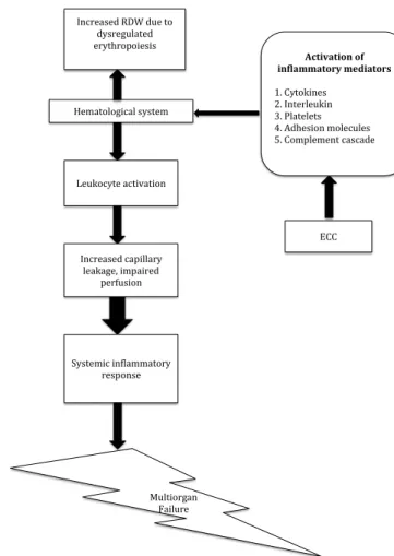 Fig. 3 - Proposed hypothesis for correlation between high red cell  distribution width and SIRS.