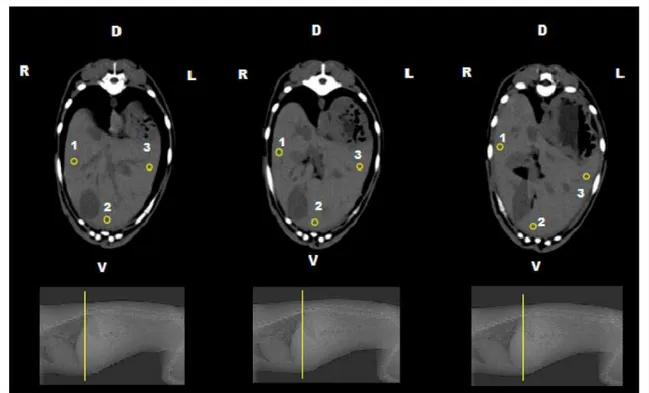 Figura 1 - Imagens tomográficas de fígado de cão demonstrando as três regiões de interesse (ROIs) selecionadas no parênquima hepático, nos três diferentes níveis de corte utilizados no estudo
