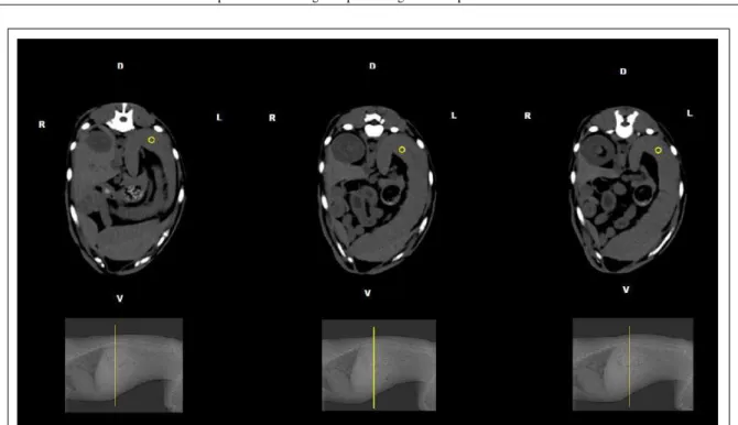 Figura 2 - Imagens tomográficas do baço de cão demonstrando a região de interesse (ROI) selecionada no parênquima esplênico, nos três níveis de corte utilizados no estudo