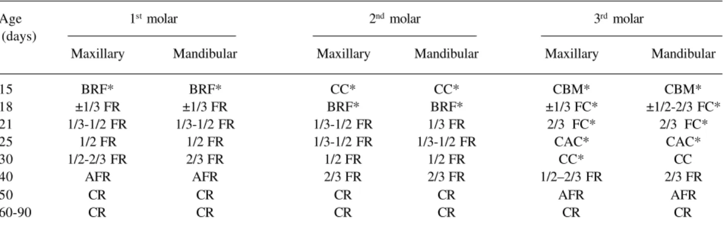 Table 1 shows the root development phases of the molar teeth of female Wistar rats at different ages.